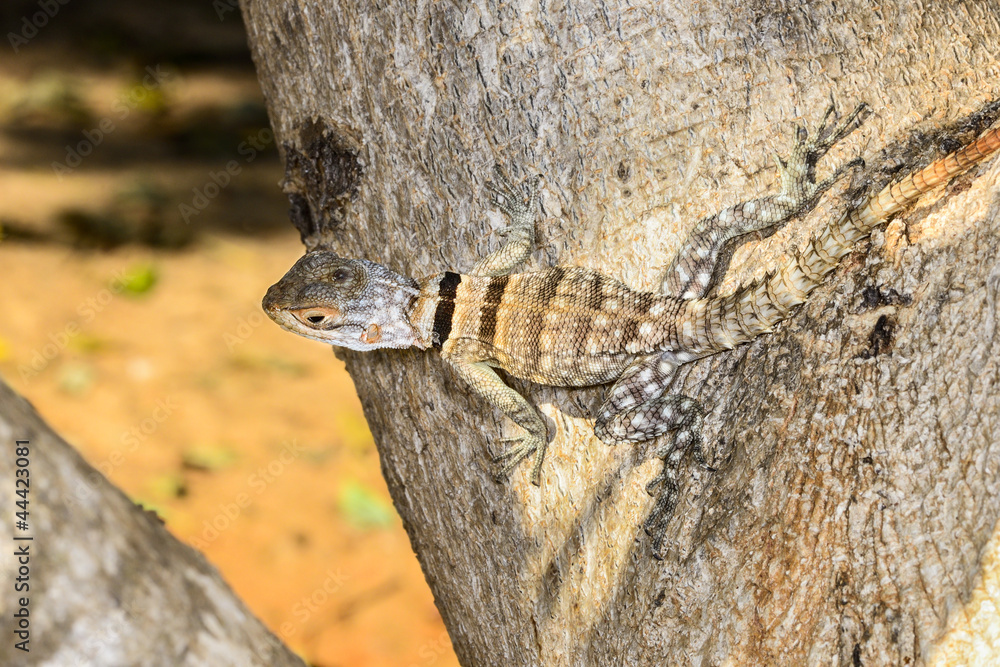 Fototapeta premium oplurus cuvieri, tsingy de bemahara
