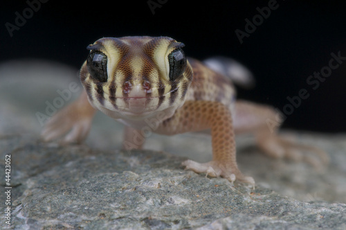 wonder gecko / Teratoscincus scincus photo