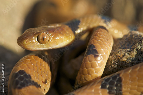 Tiger snake / Telescopus beetzi