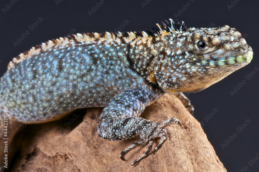 Fototapeta premium Lava lizard / Tropidurus spinulosus