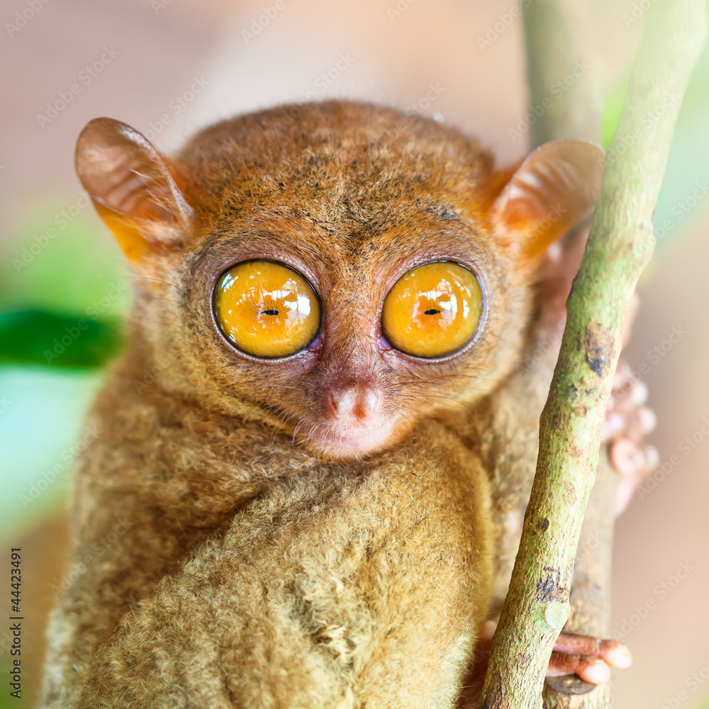 Obraz premium Phillipine tarsier