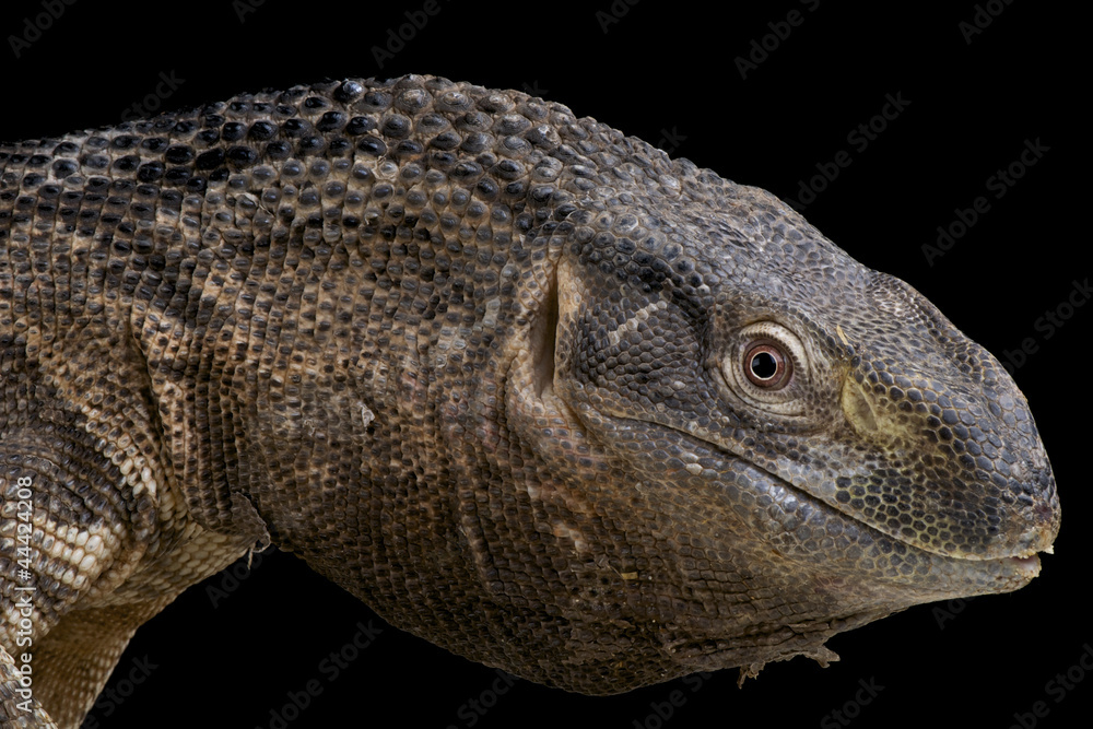 Rock monitor / Varanus albigularis Rock monitor / Varanus albigularis