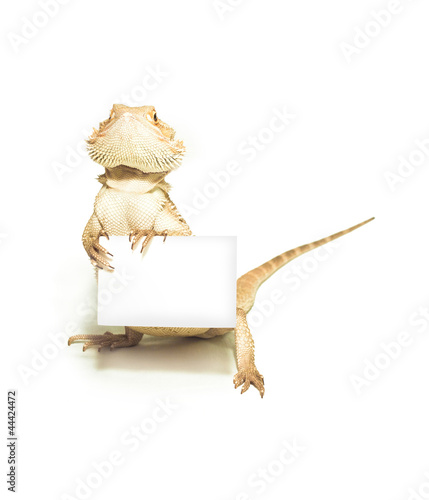 lizard holding card in hand on white
