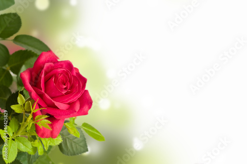 A red rose  flower room