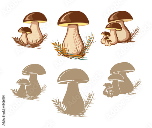 Cep. Edible mushrooms.