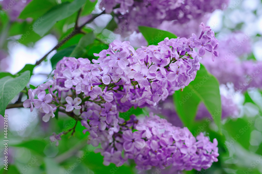 Branch of lilac flowers