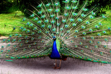 Fototapete Pfau Eleganter Pfau in seitlicher Pose  © qayyum125
