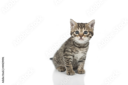 Cute grey kitten isolated on white background