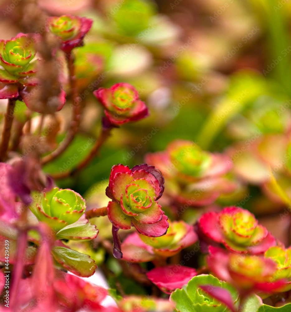 Sedum Spurium Foliage Sedum Spurium Foliage