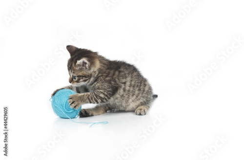 Cute grey kitten and ball of thread isolated on white background