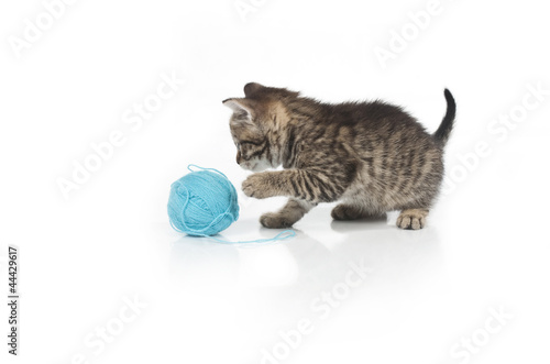 Cute grey kitten and ball of thread isolated on white background