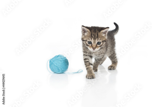 Cute grey kitten and ball of thread isolated on white background