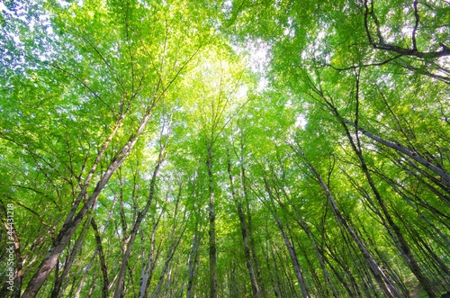 Green forest in bright summer day