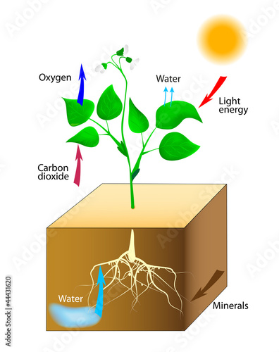 Schematic of photosynthesis in plants