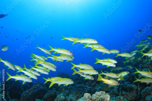 Fototapeta Naklejka Na Ścianę i Meble -  School of Fish on coral reef: Yellowfin Goatfish