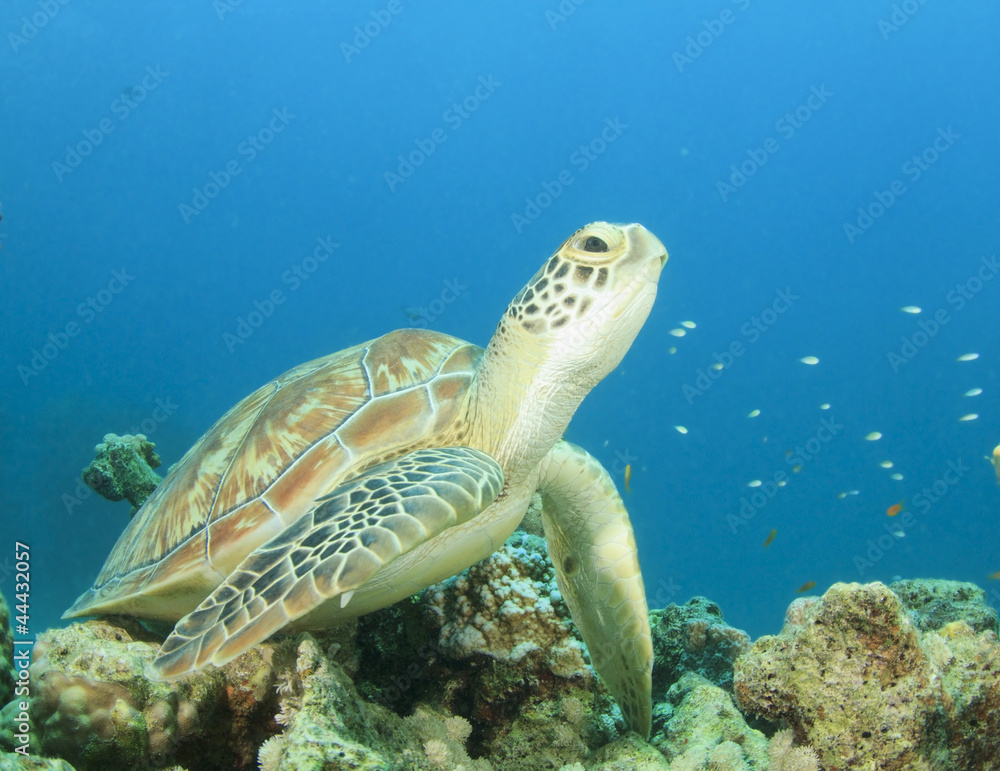 Obraz premium Green Sea Turtle underwater