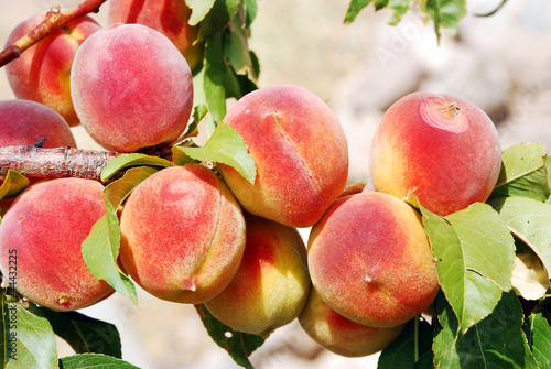 Peaches on a branch