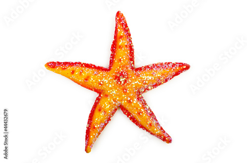 Sea stars isolated on the white