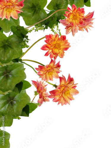 Flowers decorative beautiful card