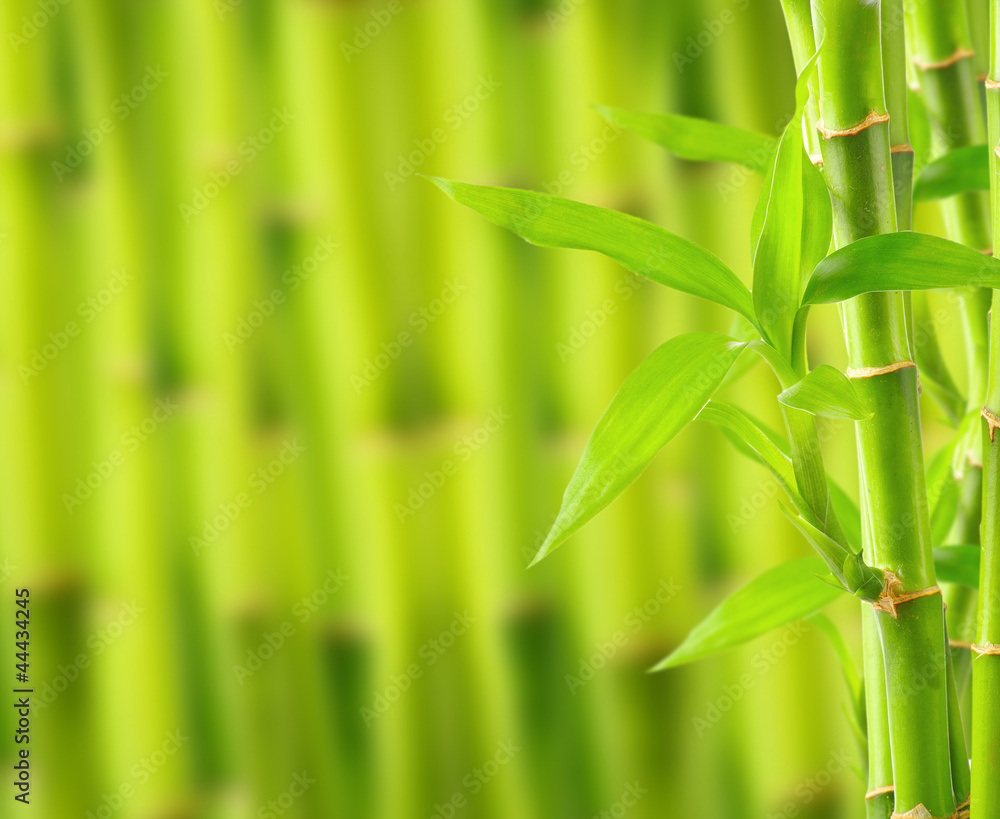Obraz premium Bamboo background with copy space