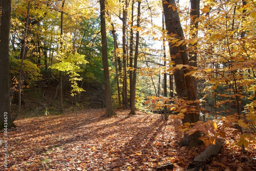 Autumn leaves carpet footpath through gold forest foliage.