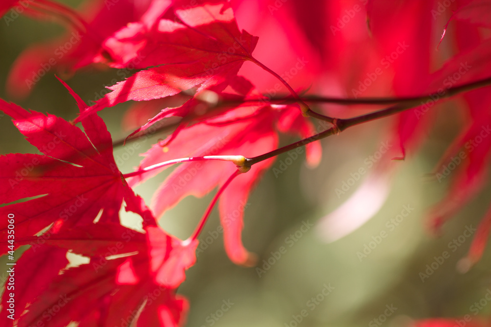 Closeup patterns of red and pink Japanese maple leaves