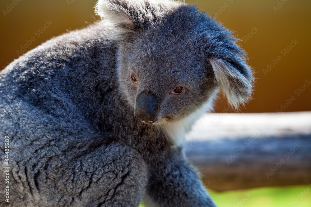 Naklejka premium Koala, Australia