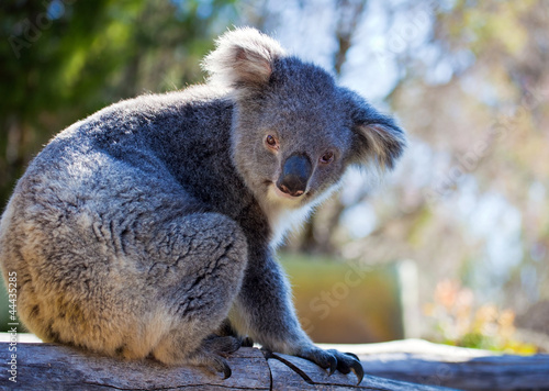 Koala, Australia #44435285
