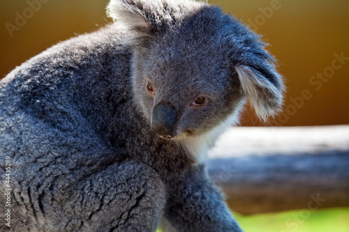 Fototapeta Naklejka Na Ścianę i Meble -  Koala, Australia