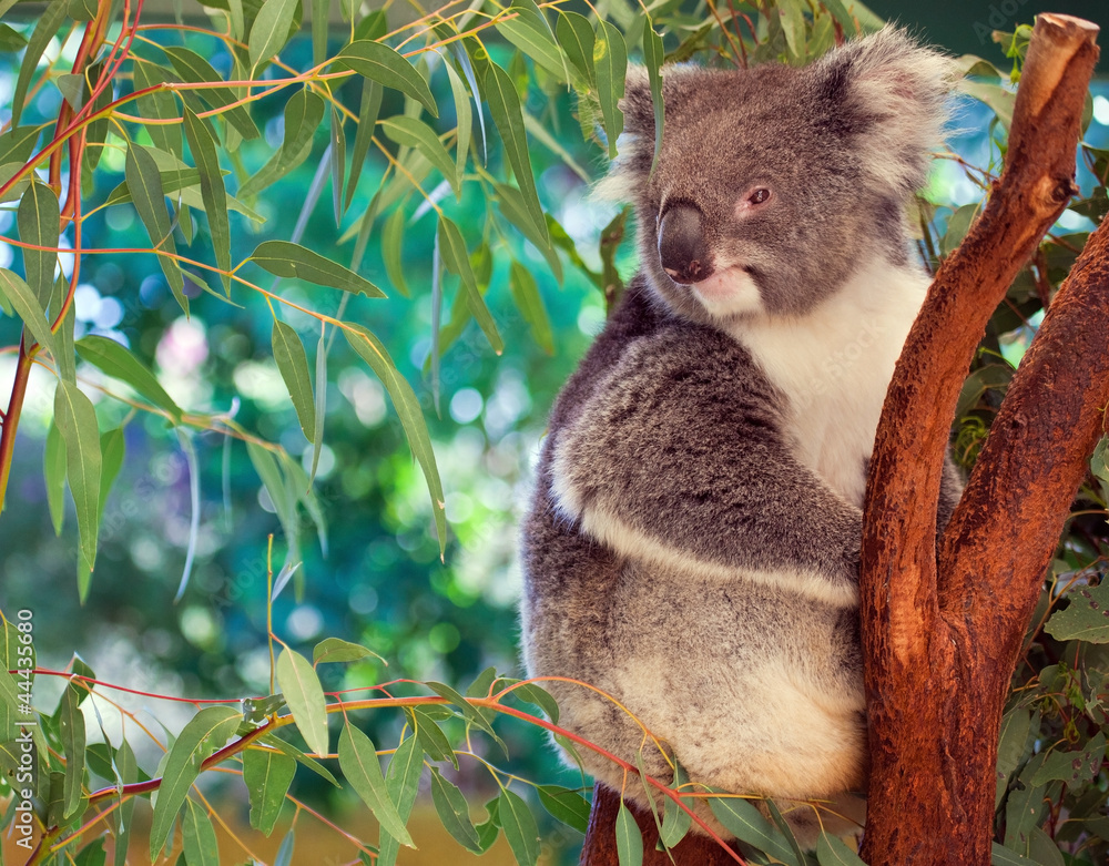 Naklejka premium Koala, Australia