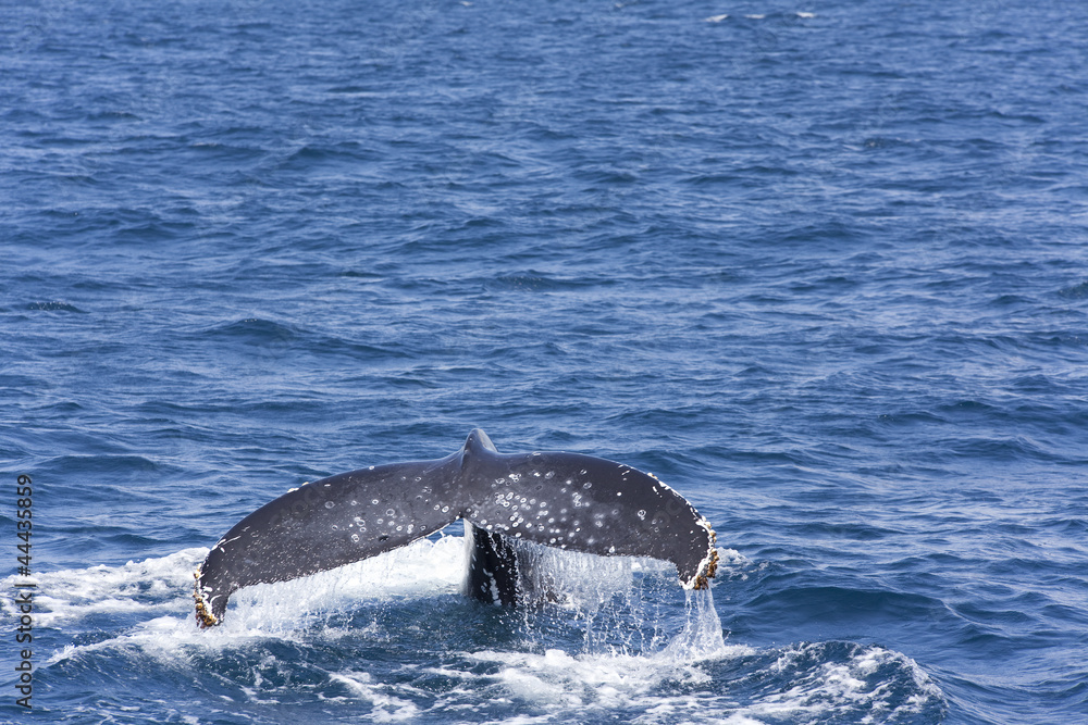 Obraz premium Whale tail