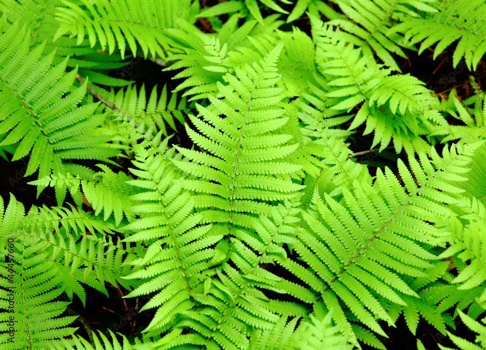 Fresh green leaf Fresh green leaf