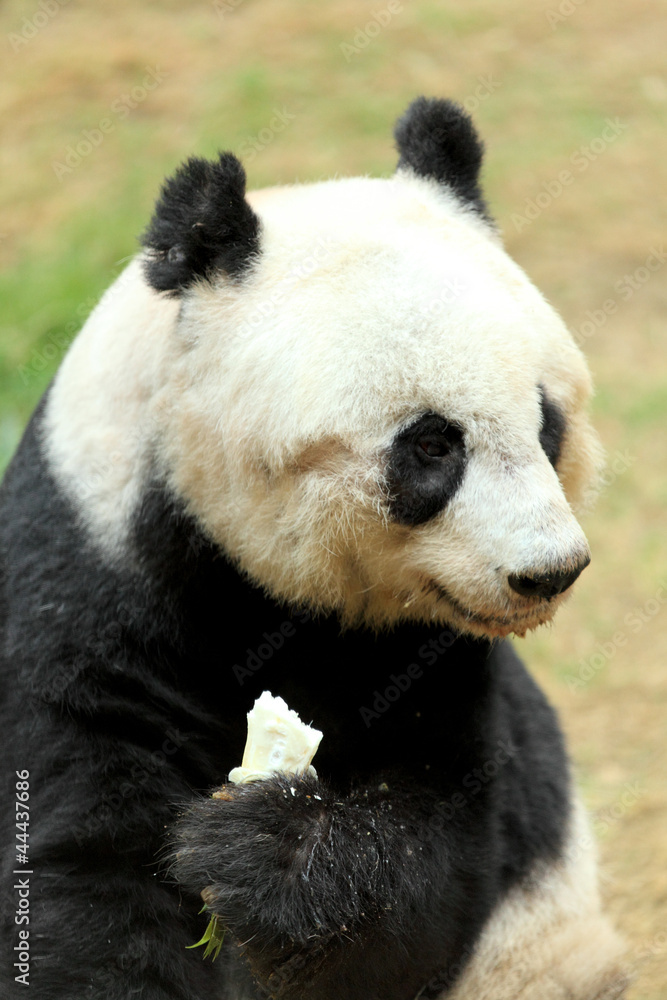 Obraz premium panda