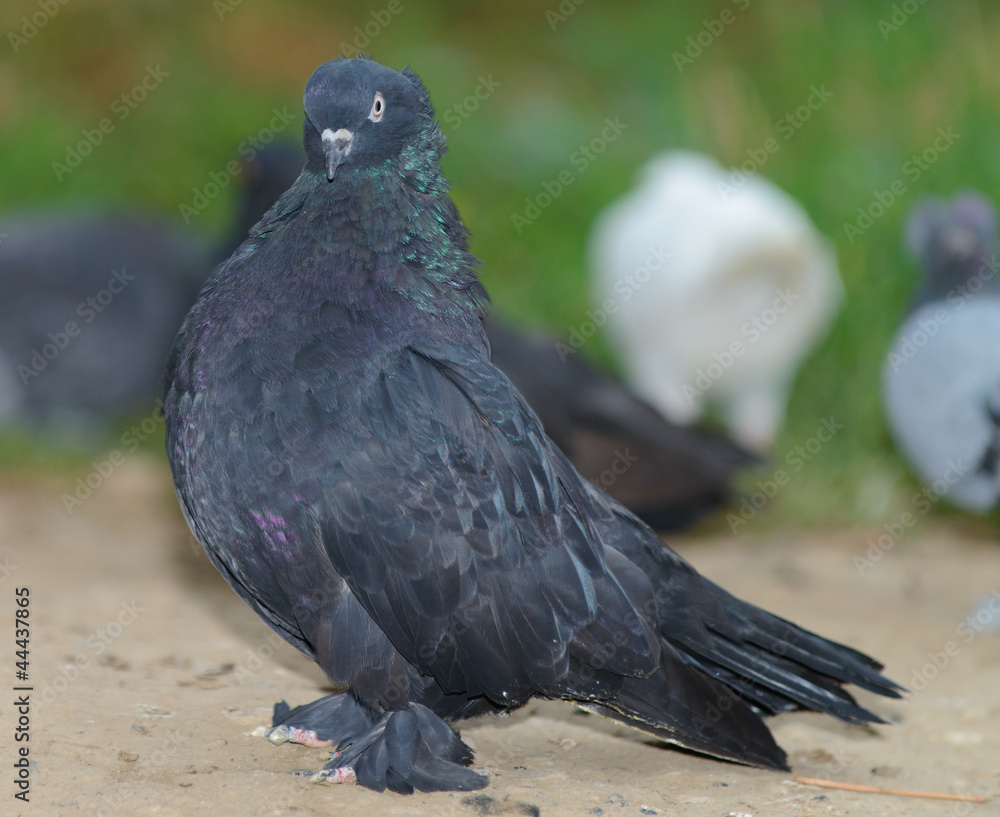 Obraz premium The dove