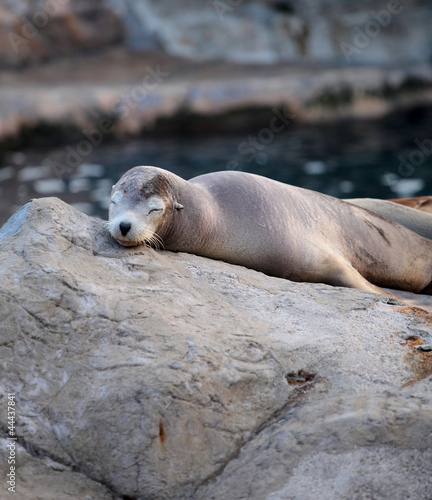 sea lion sleeping