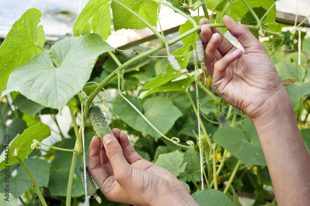 Growing of cucumbers Growing of cucumbers