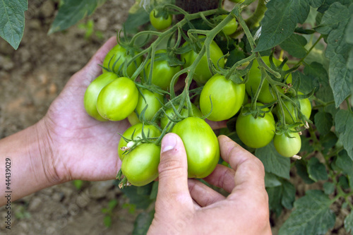 Cultivation of tomatoes