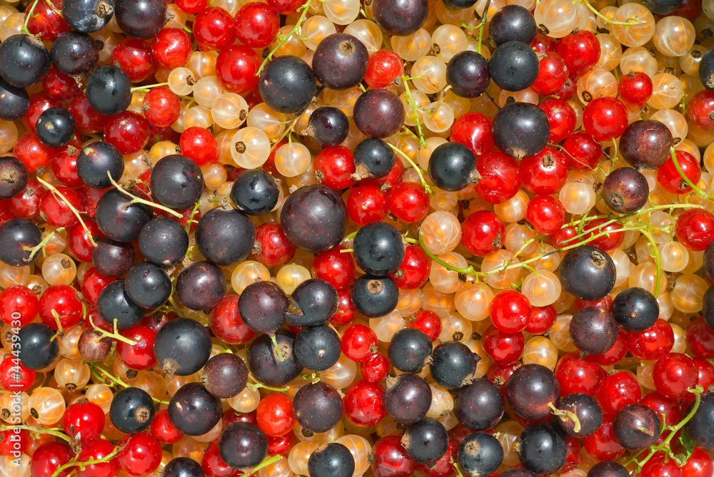 Multicolored currant 1 Multicolored currant 1