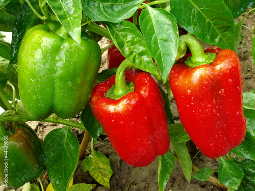 Fototapete pepper plant with fruits
