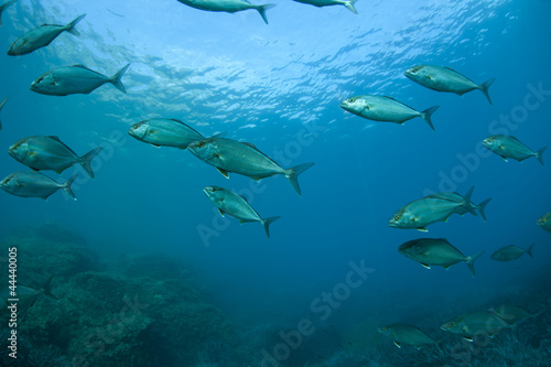 Unterwasserwelt: Mittelmeer, Elba © NaturePicsFilms