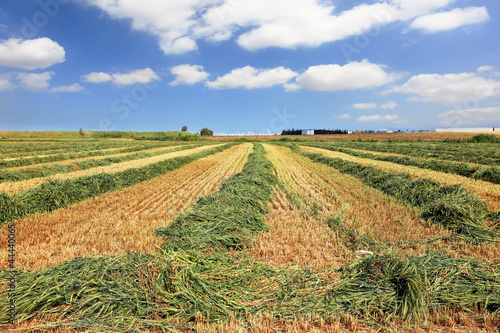 Harvest of wheat in the kibbutz fields photo