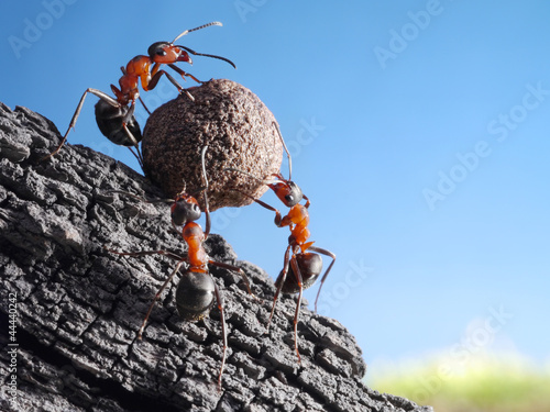 team of ants rolls stone uphill, teamwork concept