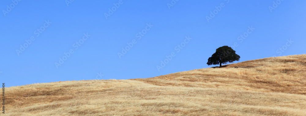 Obraz premium Single Tree on Golden Hill