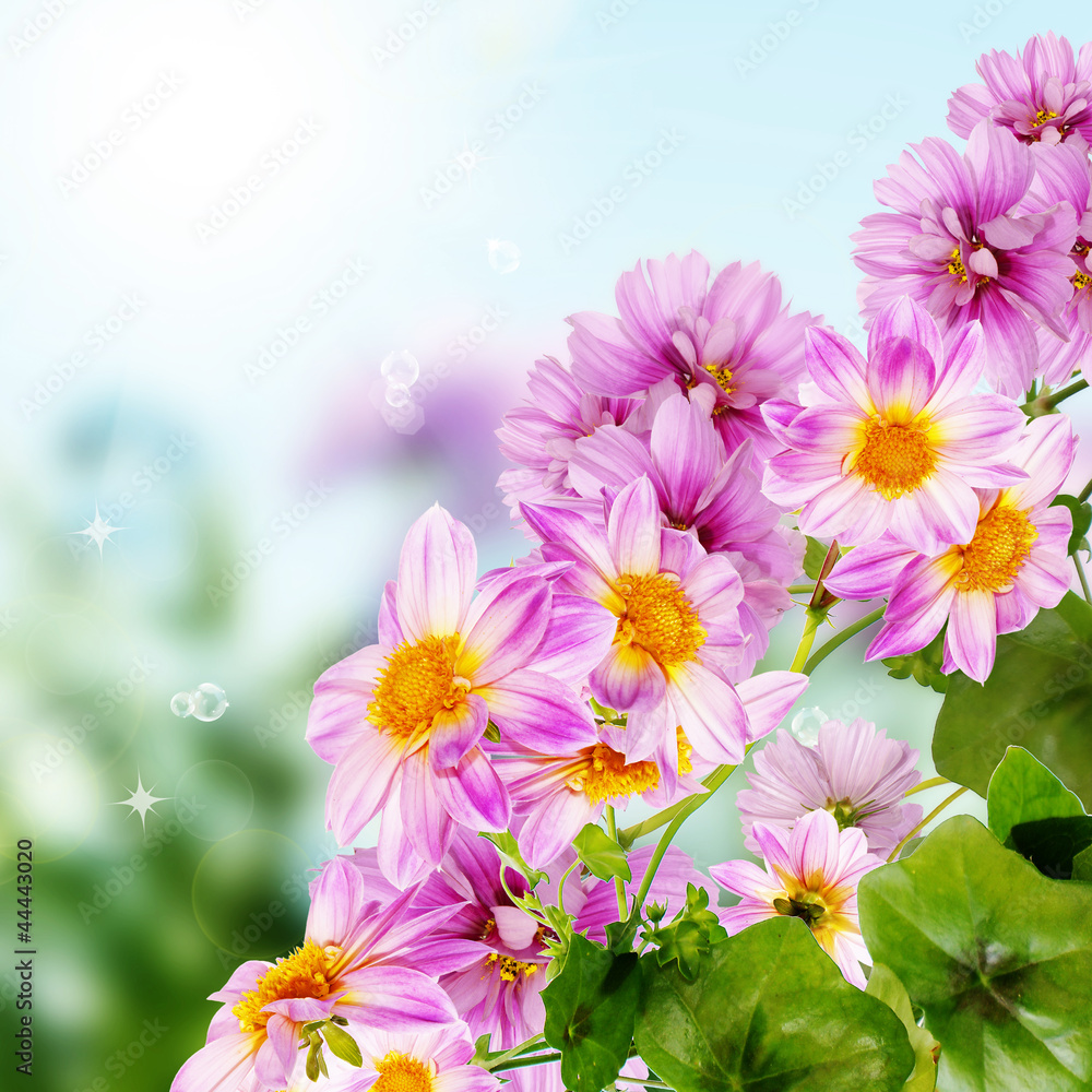 Flowers decorative beautiful design Flowers decorative beautiful design