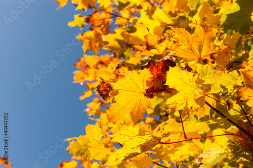 Ahornbaum im Herbstlicht