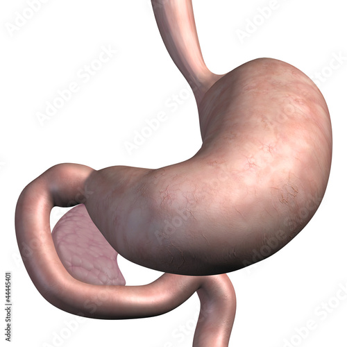 Speiseröhre, Magen, Zwölffingerdarm und Bauchspeicheldrüse photo
