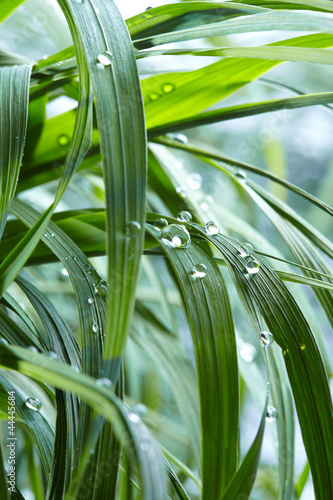 water drops on the green grass