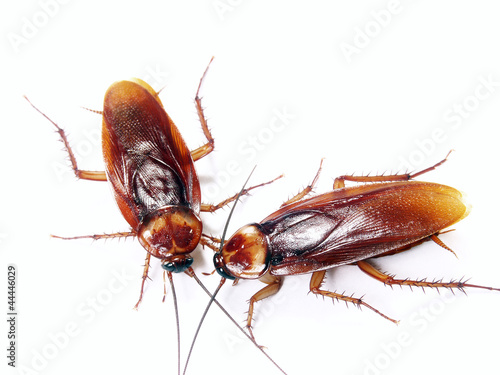 Dos cucarachas en fondo blanco,insecto desagradable. © Gustavo Andrade
