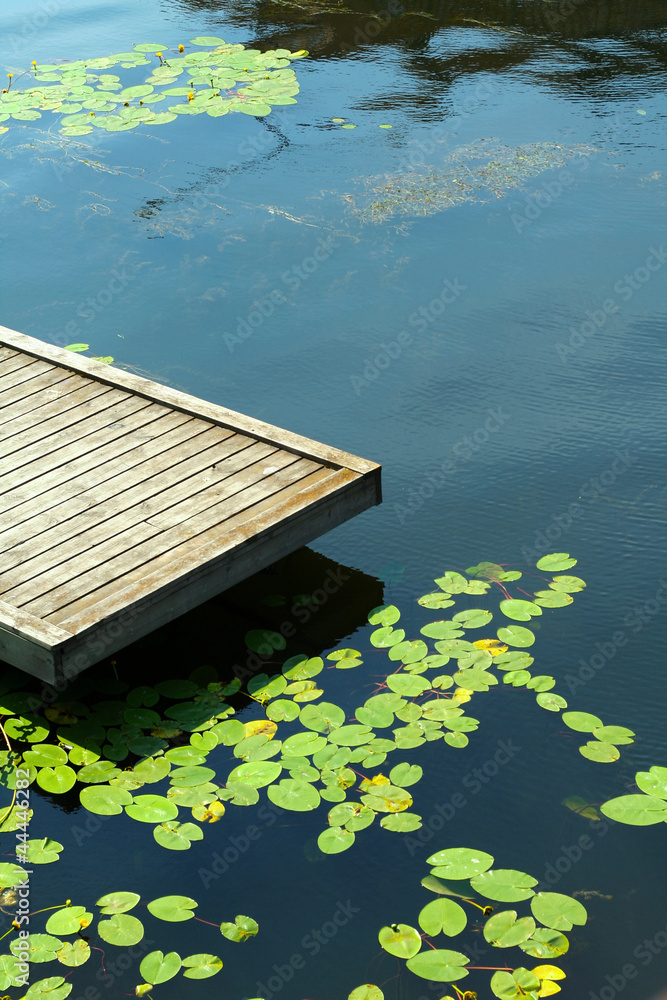 Naklejka premium Deck and water lilies
