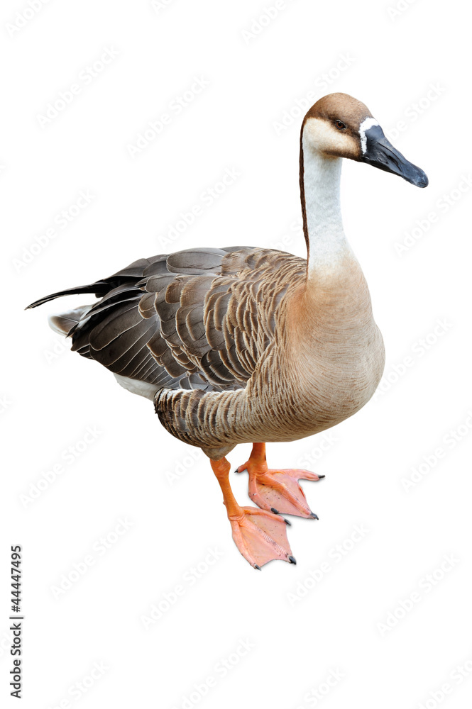 Goose isolated on a white background Goose isolated on a white background